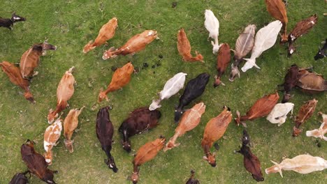 many happy cows of different colors grazing grass together, top down aerial