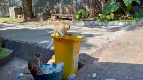 monkeys interact with a bin at the zoo