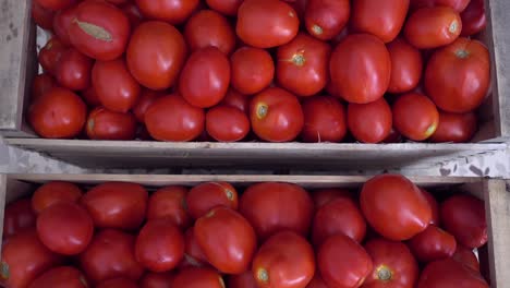 fresh picked tomatoes in a wooden box