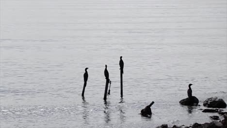 birds cormorants standing on wooden stakes in a lake