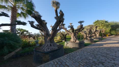 the drone passes through olive trees and saplings