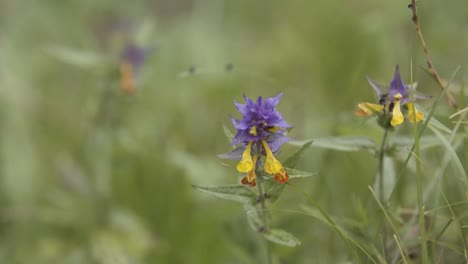 purple and yellow wildflower