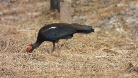 Ibis-De-Nuca-Roja-En-El-área-Del-Estanque-..