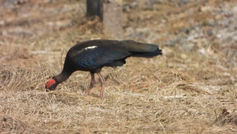 Red-naped Ibis in pond area ..