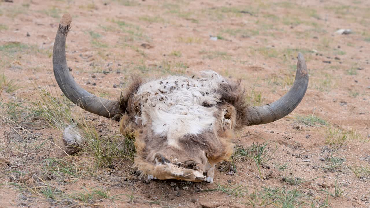 The decomposing remains of a yak are seen in a close-up on the Mongolian steppe. A powerful detail shot illustrating the harsh realities of survival and nature's cycle