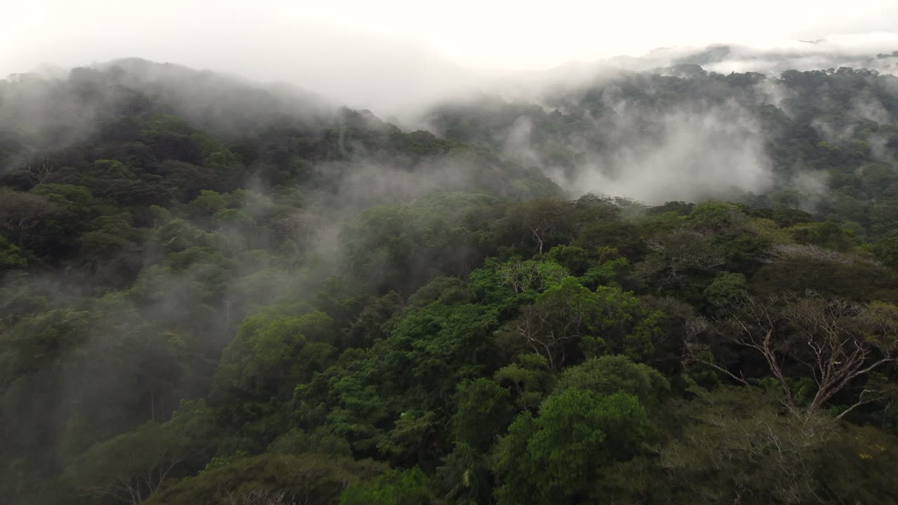 bosque denso en la montaña con niebla y nubes