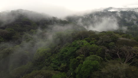 Dense-Forest-In-The-Mountain-With-Fog-And-Clouds