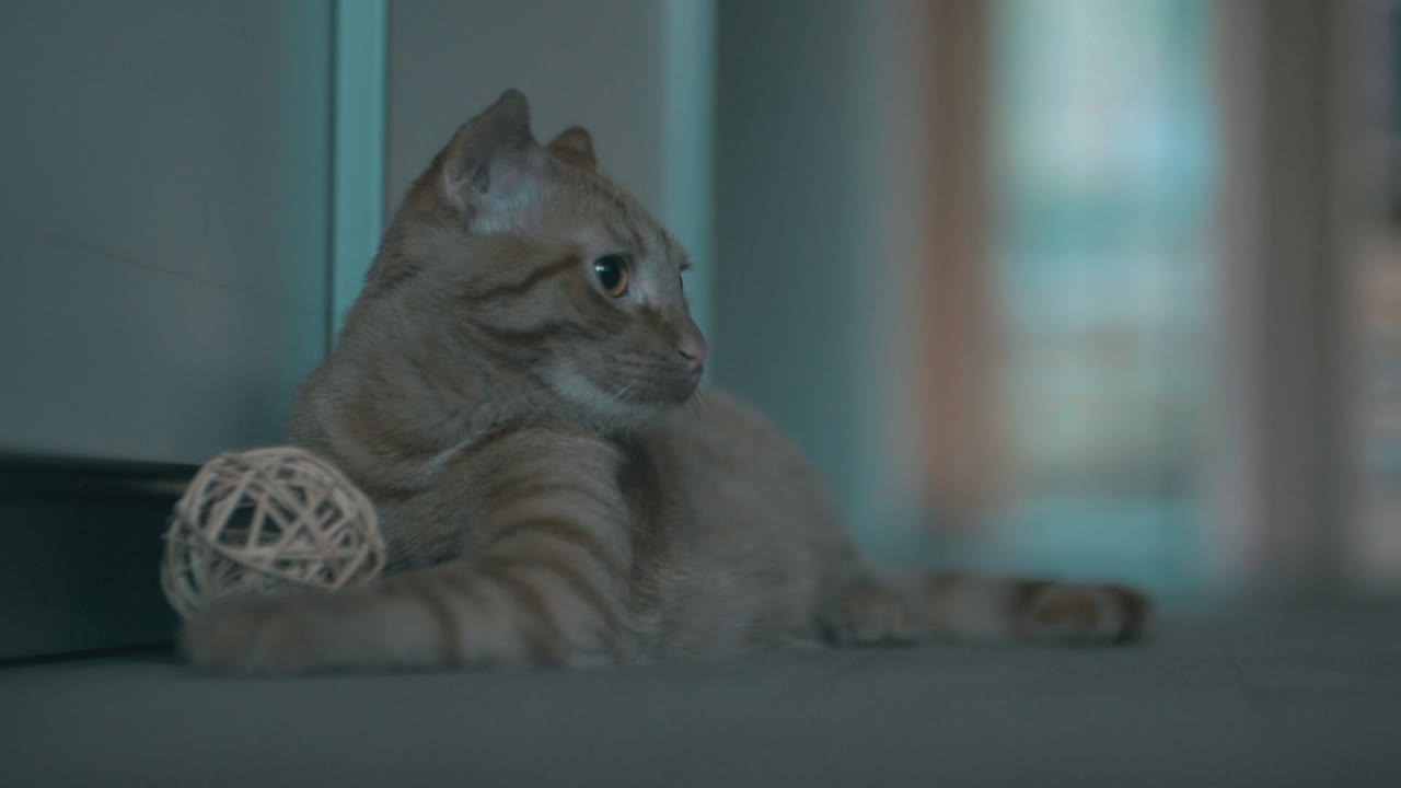 귀여운 주황색 고양이는 고립된 배경에 장난감을 가지고 바닥에 누워 있습니다 - 선택적인 초점