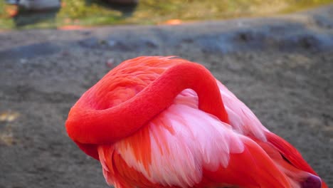 flamenco limpiando sus alas