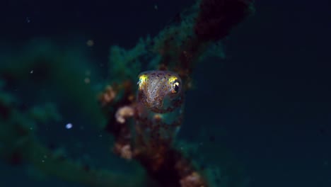 pygmy squid lembeh indonesia 4k 25fps