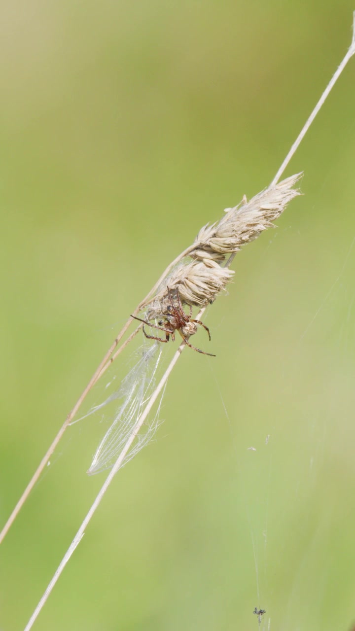 Un ragno manipola un insetto intrappolato su uno stelo d'erba, filmato con luce naturale con una macro inquadratura statica e una profondità di campo ridotta.