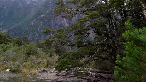 New-Zealand's-native-vegetation-with-Beech-trees-and-ferns