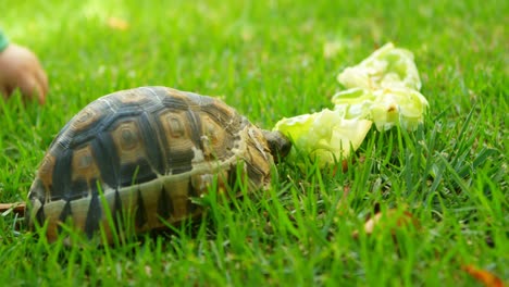 Tortuga-Comiendo-Comida-En-El-Patio-De-Casa-4k