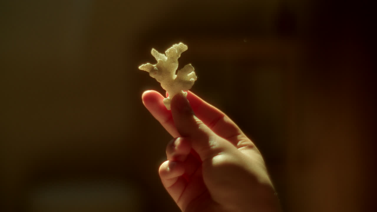 Hand Holding a Small Piece of Coral