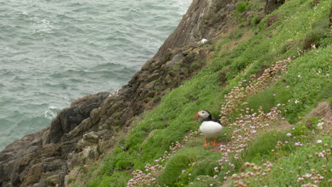 Atlantic-Puffin-nesting-,-couple-standing-next-to-burrow-on-a-cliff,-Atlantic-Ocean,-at-Saltee-Island,-Ireland