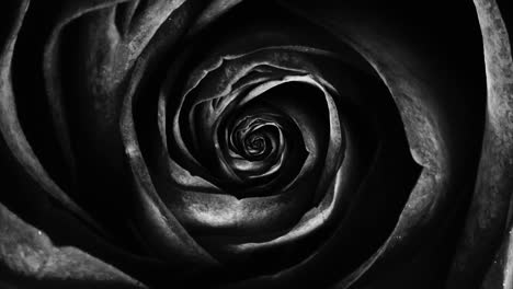 close-up of a rose in black and white