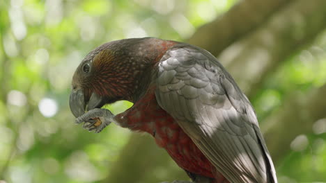 kaka parrot feeding from its claw in wellington, new zealand - close up