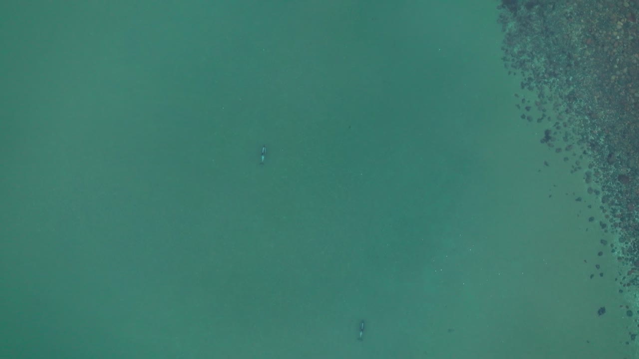 Vista aerea dall'alto di un paio di delfini meridionali che nuotano sulla superficie dell'oceano