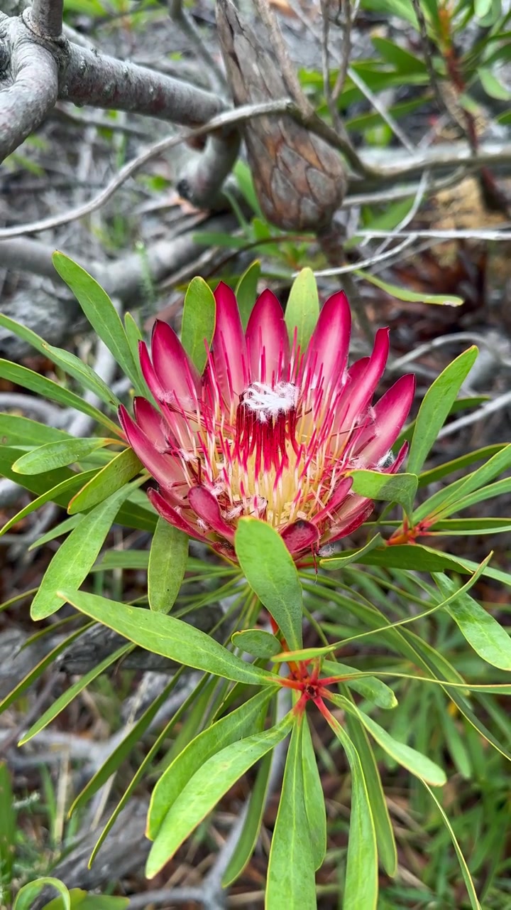 Levendige Protea bloem bloeiend bij Kaap de Goede Hoop, Zuid-Afrika.
