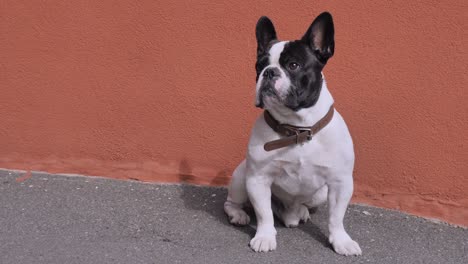 pet sits near house