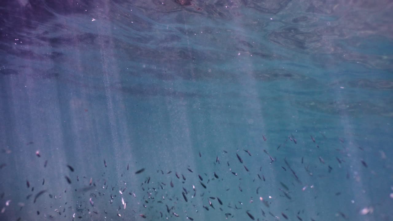 물 속 의 물고기 들 의 장면