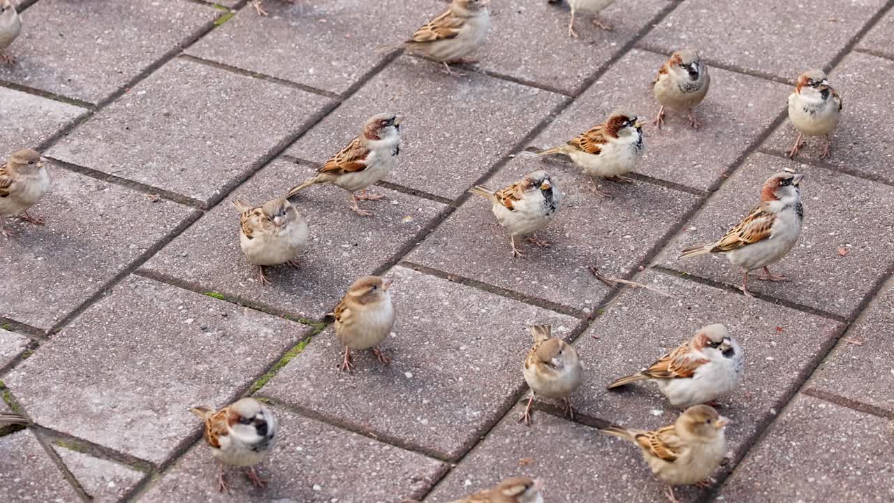 A flock of sparrows congregates on a paved surface, captured in natural lighting with dynamic movement