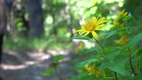 Ein-Mann-Und-Sein-Hund-Wandern-Auf-Einem-Pfad-Durch-Den-Wald-In-Den-Santa-Ynez-bergen-Von-Santa-Barbara-Kalifornien-1