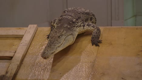 nile crocodile climbs wall and slides into water in nature sanctuary