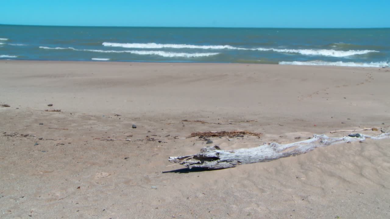 Beach scene with driftwood