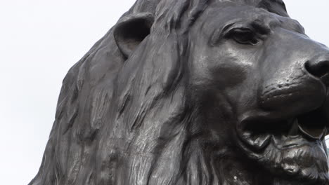 close up shot of a landseer lion sculpture on nelson's column in trafalgar square in london, uk.