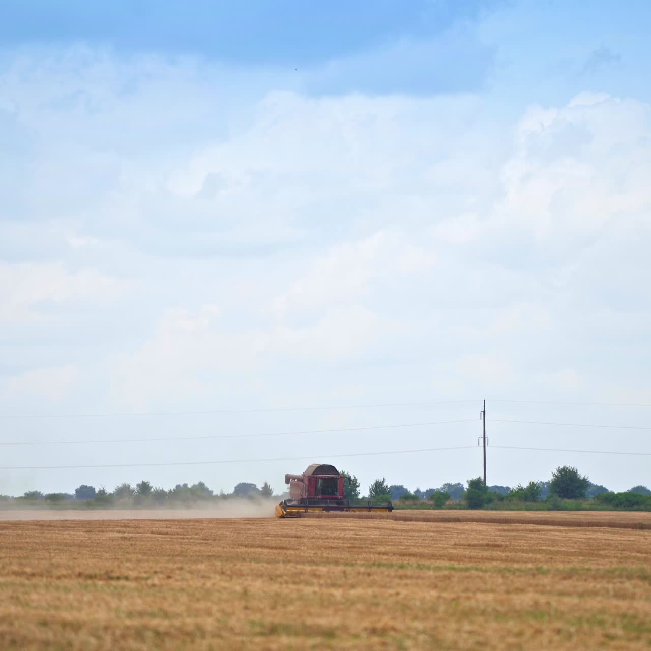 Wheat yellow harvesting field. Golden farming landscapes of cereals