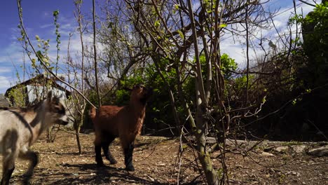 lindas cabras bebé tratando de comer nuevas hojas verdes de árbol, fondo de campo