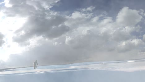 polar bear on arctic ice