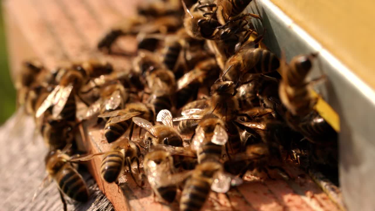 Close-up of Bees on a Beehive