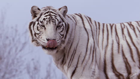 white tiger looks towards camera and licks nose - medium shot