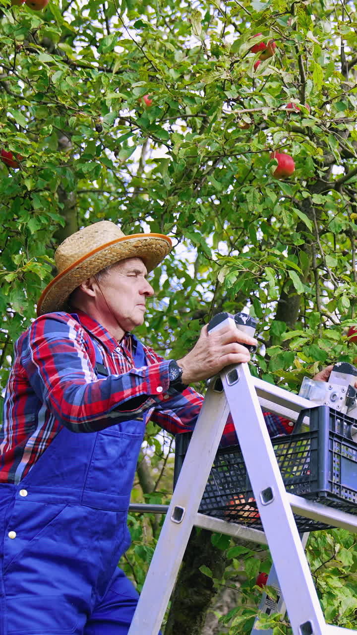 Farmer harvesting apples from tree. Agricultural organic red apples harvesting. Vertical video