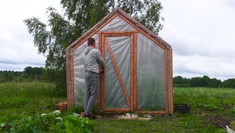 gardener come out from plastic sheeting greenhouse in garden, latvia