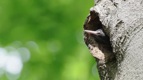 Pájaro-Carpintero-Negro-Joven-Que-Saca-La-Cabeza-Del-Agujero-Del-Nido-En-El-árbol