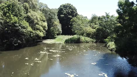 Drone-aerial-over-a-still-lake-with-lillys-surrounded-by-nature-on-a-sunny-day