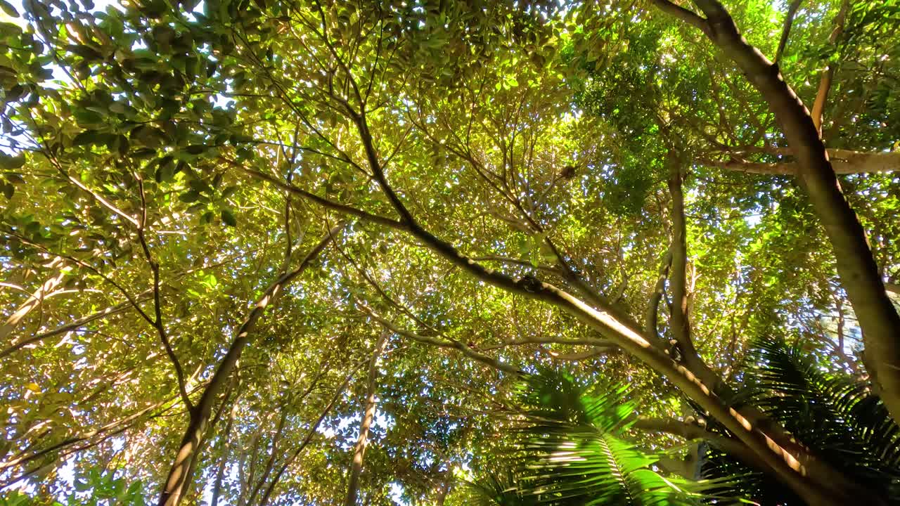 mirando hacia arriba a través de los árboles verdes y exuberantes en el zoológico de melbourne