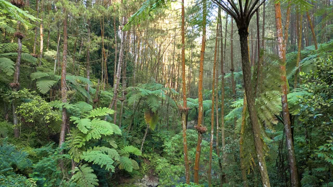 Aerial view inside tropical rainforest, capturing natural greenery and towering trees