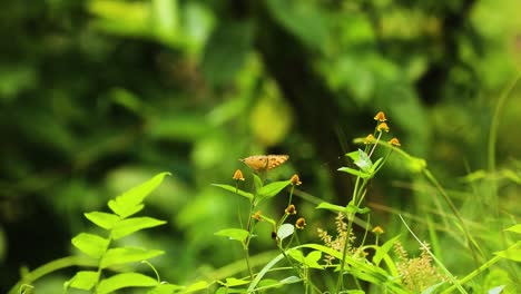 Close-up-shot-of-tropical-Buckeye-butterfly-perching-on-the-marsh-para-cress-or-Acmella-uliginosa-flower-plant-in-bangladesh