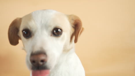 gentle wide eyed mutt white dog, cutely looking around in studio - portrait close up