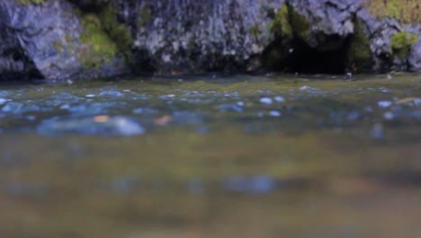 Eine-Halsabschneiderforelle-Rollt-Aus-Dem-Wasser,-Um-Eine-Eintagsfliege-Zu-Fressen,-Verfehlt-Jedoch-Ihr-Ziel