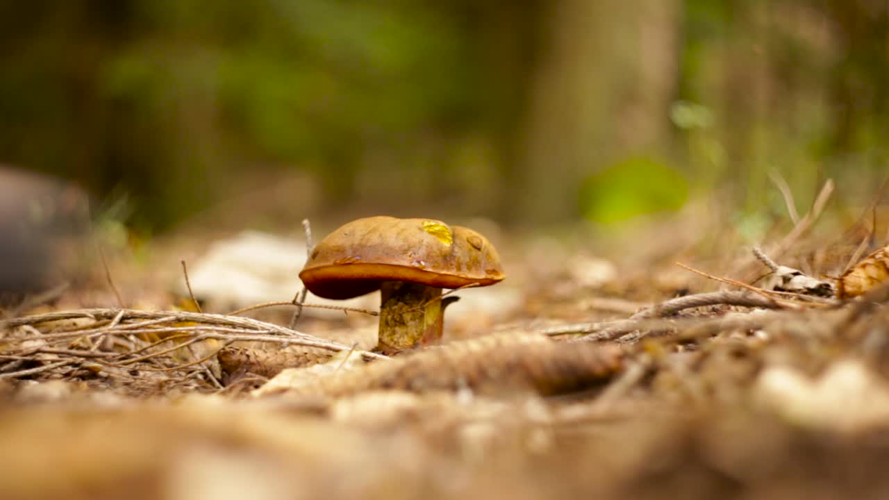 A Person Walking Passed A Small Penny Bun Mushroom Growing On The Forest Floor Of Czaple, Poland - Close Up Shot