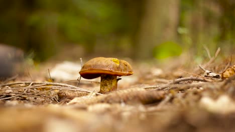 una persona caminando pasó por un pequeño hongo que crecía en el suelo del bosque de czaple, polonia - toma de primer plano
