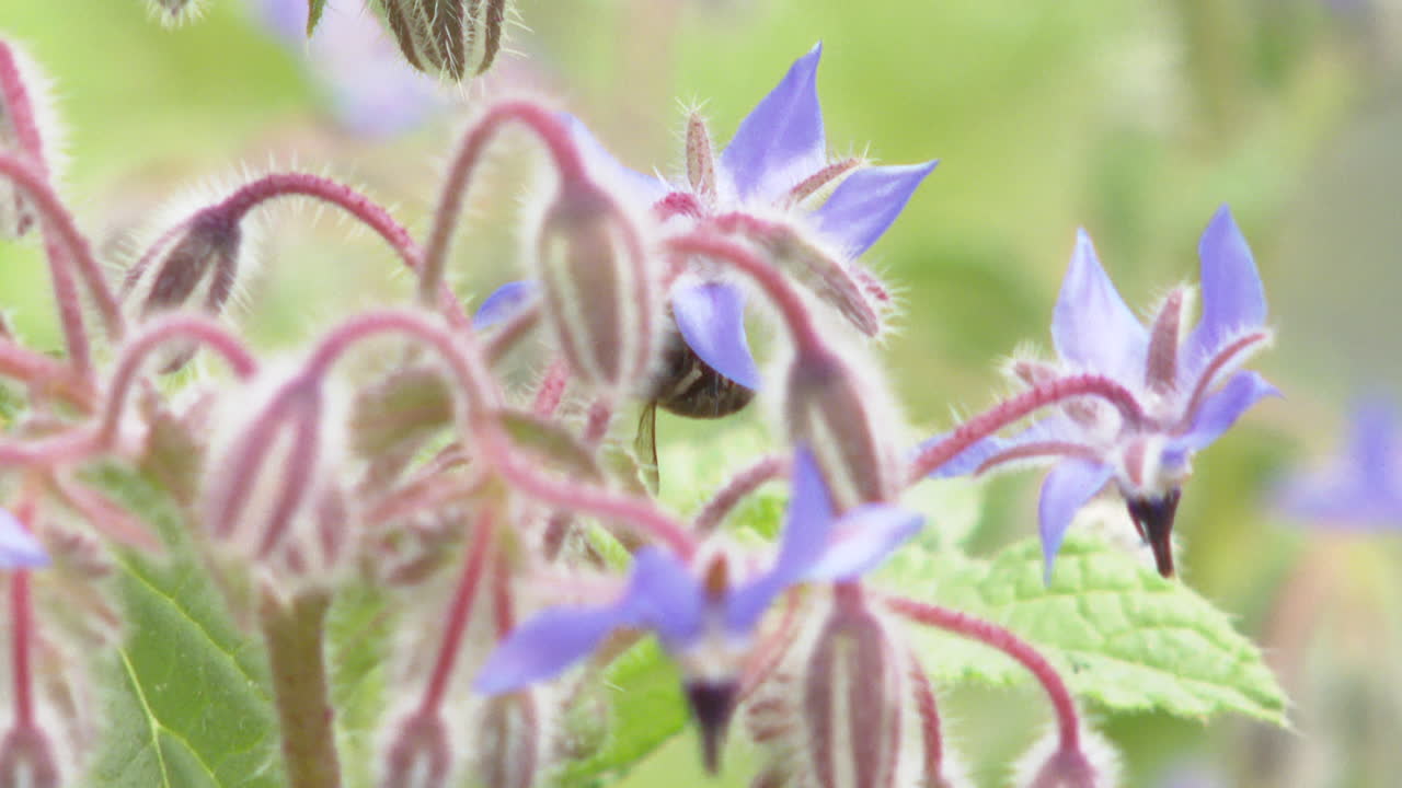 Bee on Borage Flowers