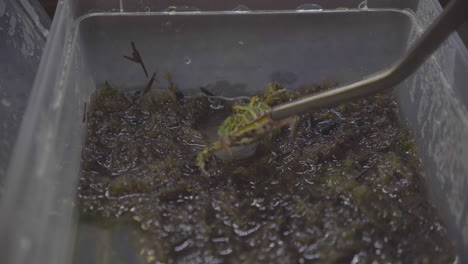 a ceratophrys cranwelli frog eating a mouse in slow motion