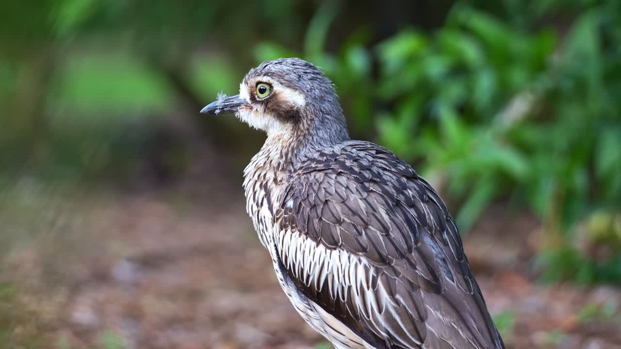 Een Australische griel (Burhinus grallarius) staat stil in zijn natuurlijke habitat, gealarmeerd door zijn omgeving, close-upopname