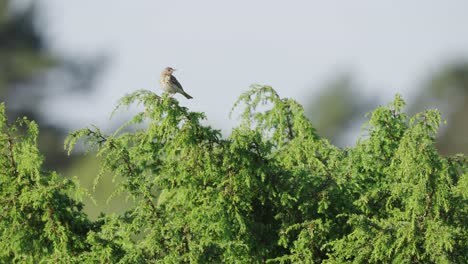 View-Of-Single-Female-Stonechat-Perched-On-Green-Branch-Calling-Out-Against-Bokeh-Background